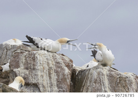 Gannets squabbling 90726785