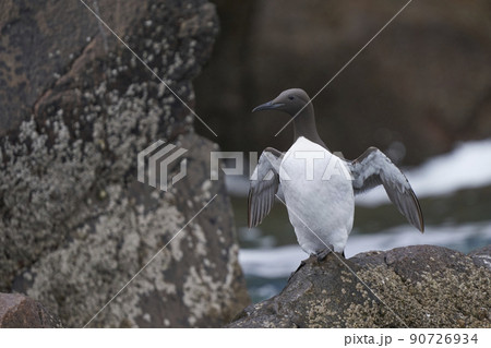 Guillemot on rocks Guillemot on rocks 90726934