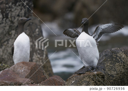 Guillemot on rocks Guillemot on rocks 90726936