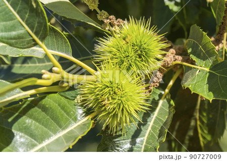 Green spiky hedgehogs of chestnut fruit on the tree 90727009