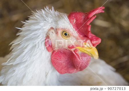 White hen staring because she is curious White hen staring because she is curious 90727013