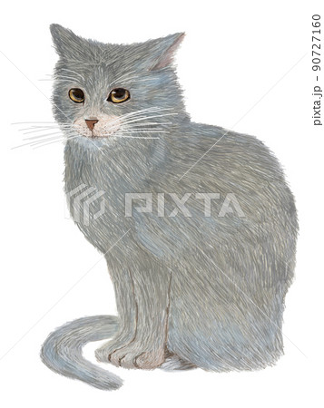 灰色猫横向き_縦 90727160