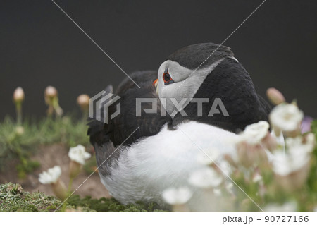Puffin Puffin 90727166