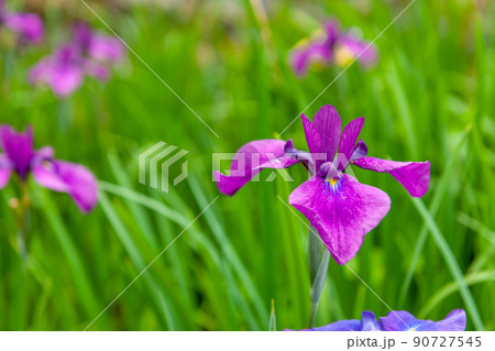 花菖蒲 花菖蒲 90727545