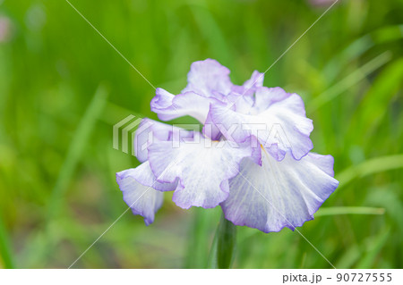 花菖蒲 花菖蒲 90727555