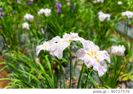 花菖蒲 90727570