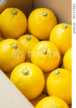 国産レモン　ノーワックス　防腐剤不使用 90727683