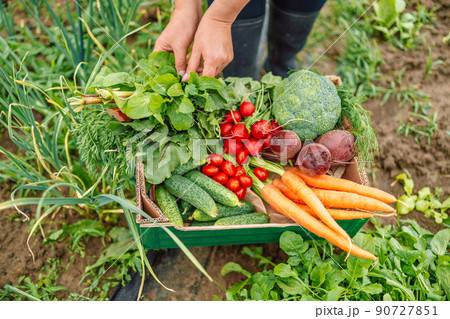 Woman hands holding fresh ecological vegetables in paper box. Healthy organic food, vegetables, agriculture, close up Woman hands holding fresh ecological vegetables in paper box. Healthy organic food, vegetables, agriculture, close up 90727851