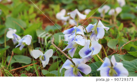 花 植物 野花 90729373