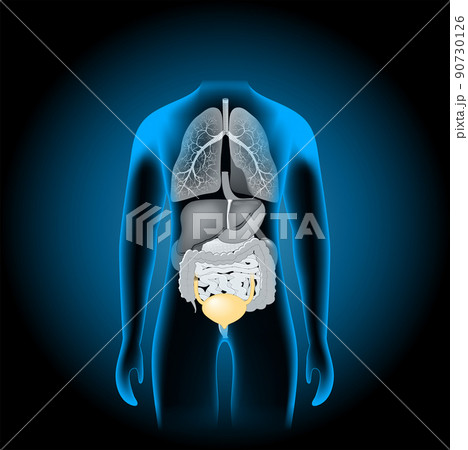 Human internal organs. x-ray blue realistic torso. Human internal organs. x-ray blue realistic torso. 90730126