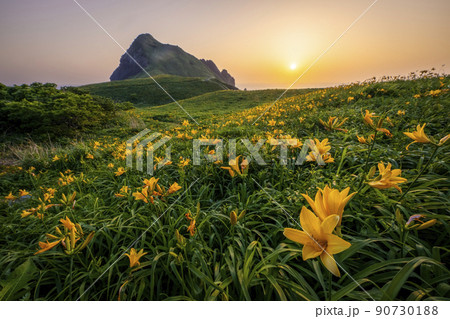 夕陽に染まる大野亀のトビシマカンゾウの写真素材