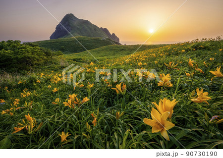 夕陽に染まる大野亀のトビシマカンゾウ 夕陽に染まる大野亀のトビシマカンゾウ 90730190