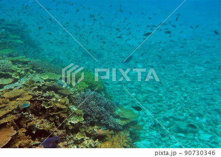 【宮古島】八重干瀬のサンゴと魚影 【宮古島】八重干瀬のサンゴと魚影 90730346