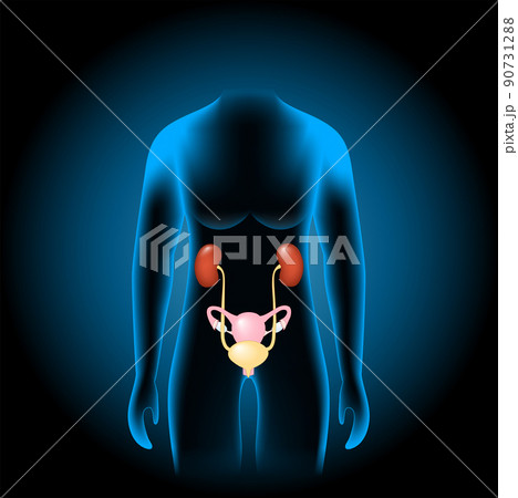 Female Genitourinary system Female Genitourinary system 90731288