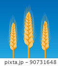 concept of three Golden wheats on blue background 90731648