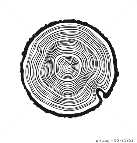 tree ring drawing