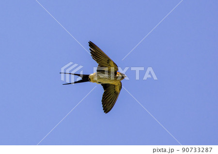 飛翔するコシアカツバメ 90733287