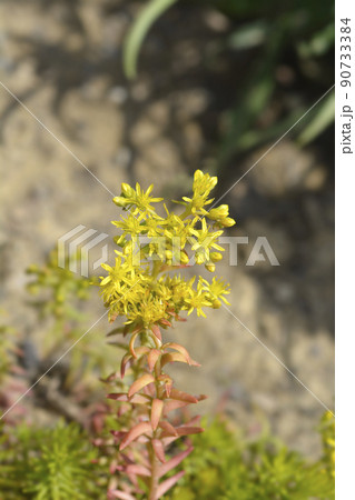 Rock stonecrop Angelina Rock stonecrop Angelina 90733384
