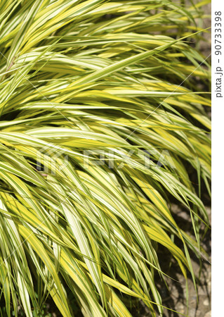 Hakone grass Aureola Hakone grass Aureola 90733398
