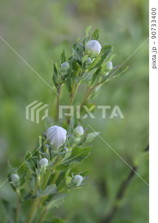 Baloon flower Zwerg Blue 90733400