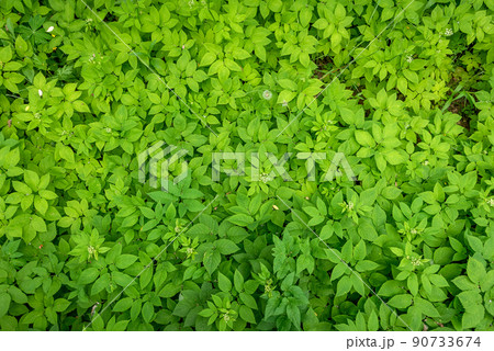 Full leaf frame of Aegopodium podagraria, commonly called ground elder. 90733674