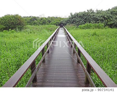 沖縄県 湿地帯 漫湖の見学路 沖縄県 湿地帯 漫湖の見学路 90734141