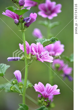 北杜市白州町、ゼニアオイorウスベニアオイの花 90734316