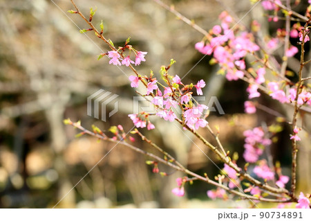 河津桜の花 90734891
