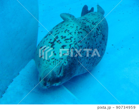 【水族館】水族館で愛嬌のある可愛い動物たち、ゴマアザラシ 【水族館】水族館で愛嬌のある可愛い動物たち、ゴマアザラシ 90734959