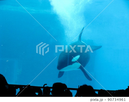 【水族館】水族館で愛嬌のある可愛い動物たち、シャチ 【水族館】水族館で愛嬌のある可愛い動物たち、シャチ 90734961