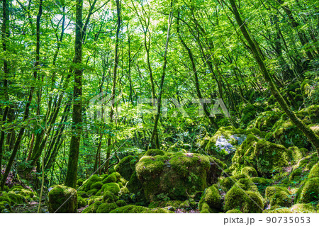 【苔の名所】山犬嶽【上勝町】 【苔の名所】山犬嶽【上勝町】 90735053