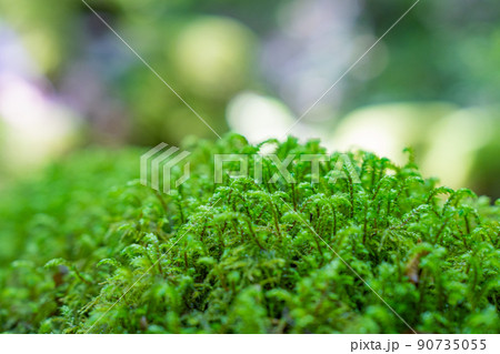 【苔の名所】山犬嶽【上勝町】 【苔の名所】山犬嶽【上勝町】 90735055