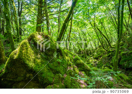 【苔の名所】山犬嶽【上勝町】 【苔の名所】山犬嶽【上勝町】 90735069