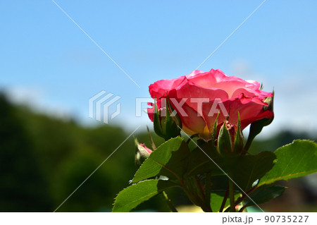白とピンクのバラ　一輪　空背景　文字スペース 90735227