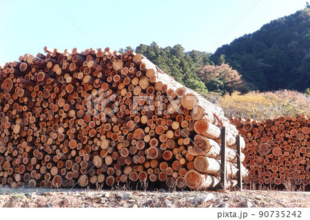 木材　伐採後の集積　スギ　ヒノキ 90735242