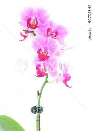 ミニ胡蝶蘭 ピンク色の花 ラン 明るい背景 ミニ胡蝶蘭 ピンク色の花 ラン 明るい背景 90735340