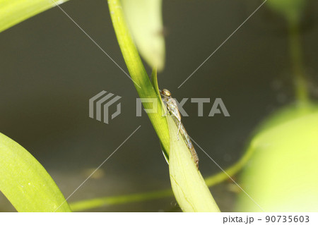 イトトンボの羽化 おそらくクロイトトンボ イトトンボの羽化 おそらくクロイトトンボ 90735603