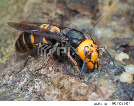 毒針を持つ危険なオオスズメバチの女王蜂が自然の樹液を採餌中 90735604