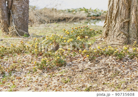 フクジュソウの花畑の中のエゾリス フクジュソウの花畑の中のエゾリス 90735608