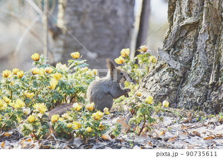 フクジュソウの花畑の中のエゾリス 90735611