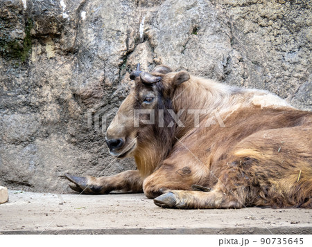 ターキン。 90735645