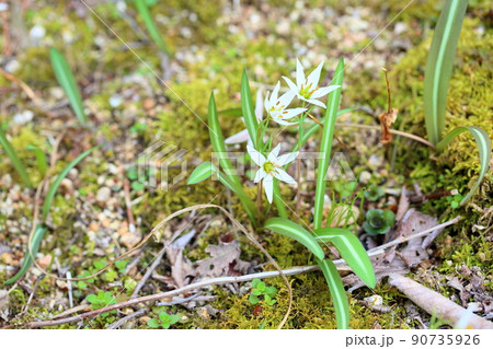 ヒロハノアマナの花 90735926