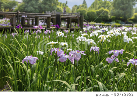 染谷しょうぶ園の花菖蒲 90735955