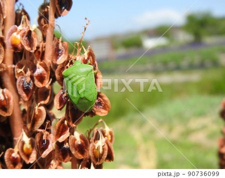 ルバーブの実に来た「アオクサカメムシ」 90736099