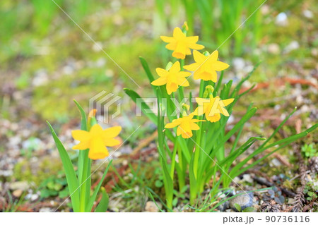 スイセンの花　ティタティタ 90736116
