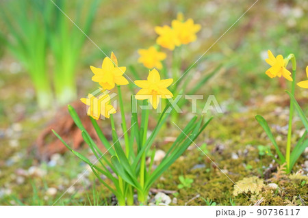 スイセンの花　ティタティタ 90736117