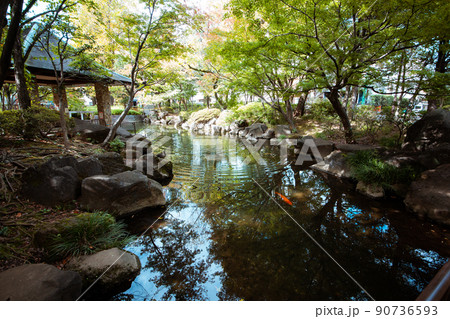 馬橋公園の池の鯉 90736593