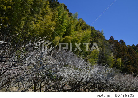 明谷梅林(徳島県阿南市長生町角ノ谷) 明谷梅林(徳島県阿南市長生町角ノ谷) 90736805