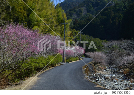 明谷梅林(徳島県阿南市長生町角ノ谷) 明谷梅林(徳島県阿南市長生町角ノ谷) 90736806