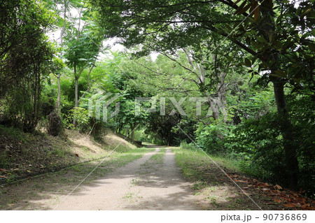 初夏の風景 90736869